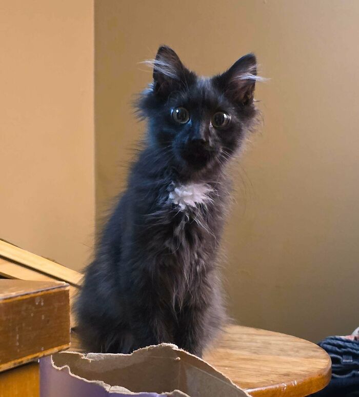 Fluffy kitten with ear furnishings and large eyes sitting on a wooden surface with a neutral background.