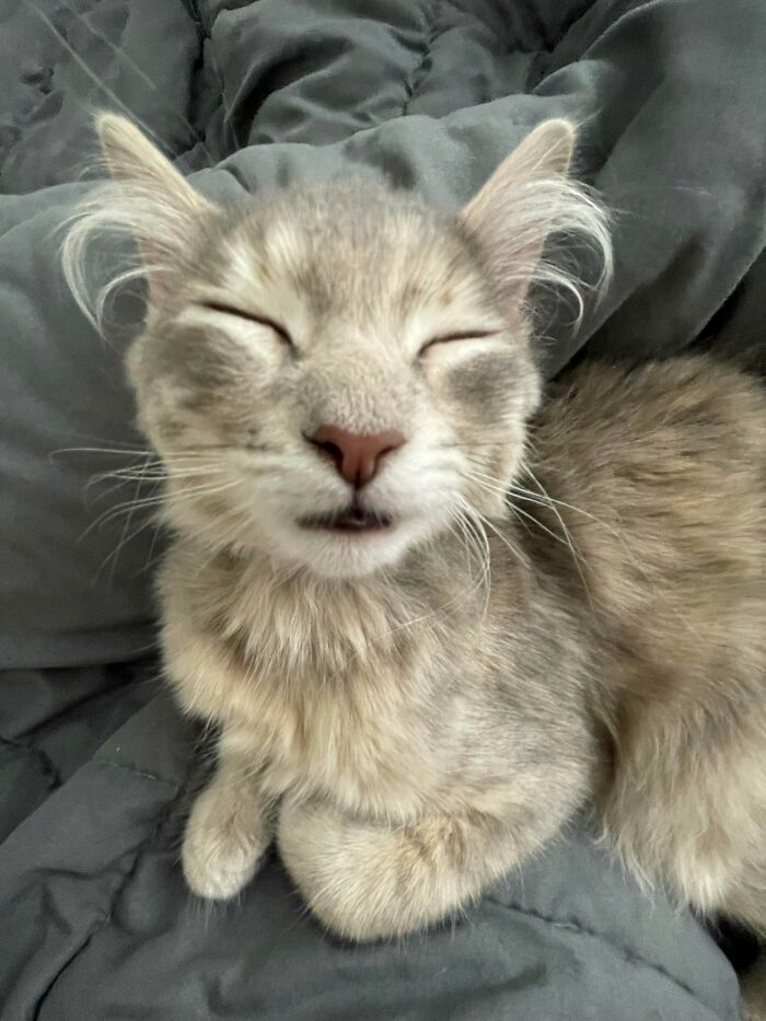 Fluffy ear furnishings on a light gray kitten with closed eyes resting on a dark gray blanket, adding extra charm.