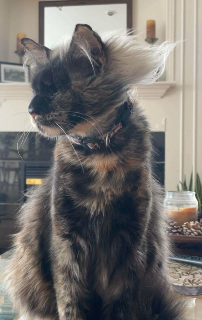 Fluffy ear furnishings on a tortoiseshell kitten add extra charm to its soft and textured fur in a cozy indoor setting.