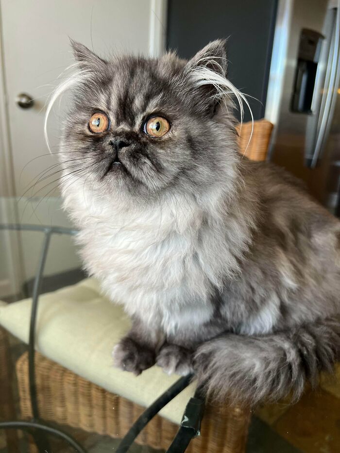 Fluffy kitten with distinct ear furnishings, showcasing extra charm and cuteness in a cozy indoor setting.