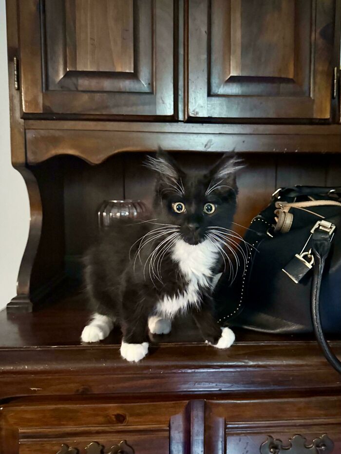 Black and white kitten with fluffy ear furnishings and white paws standing on a wooden surface near a black bag.