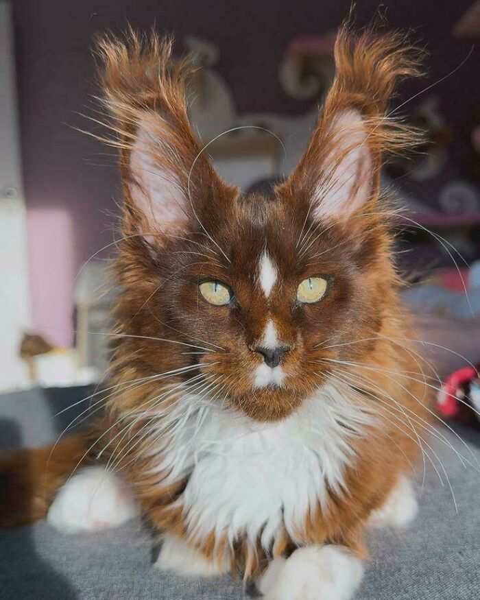 Fluffy ear furnishings on a brown and white kitten enhance its charm and highlight its unique, captivating appearance.