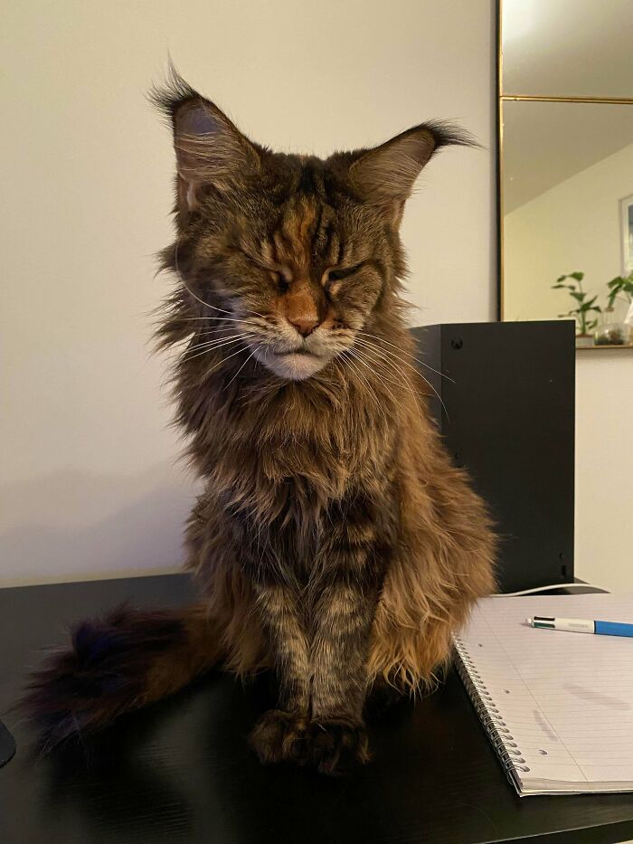 Fluffy kitten with prominent ear furnishings sitting on a desk next to a notebook and pen in a cozy indoor setting
