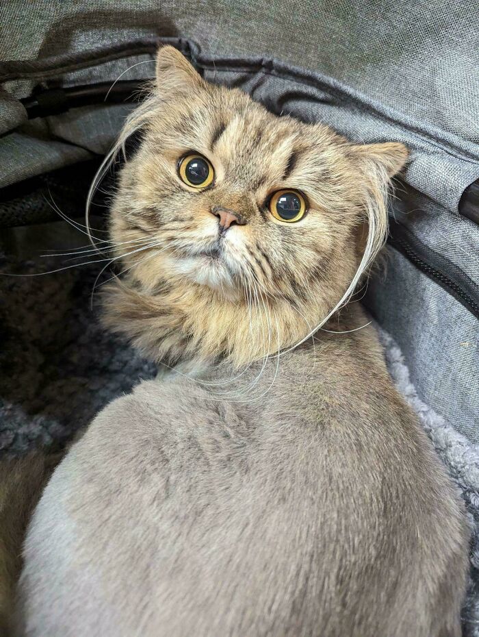 Fluffy kitten with distinct ear furnishings and large round eyes, showcasing extra charm and adorable features.