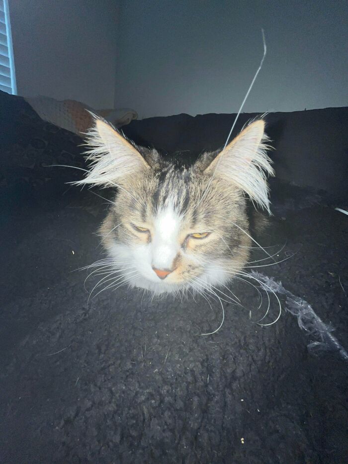 Tabby kitten with fluffy ear furnishings resting on a dark blanket, highlighting its extra charm and cuteness.