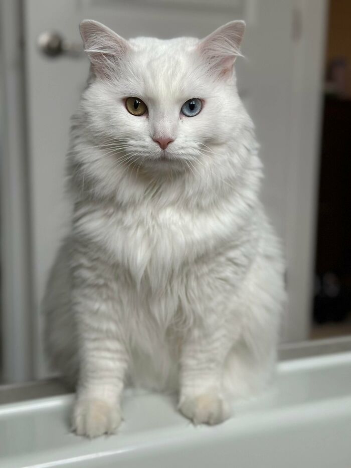Fluffy kitten with distinctive ear furnishings and heterochromatic eyes sitting indoors adding to its charm.