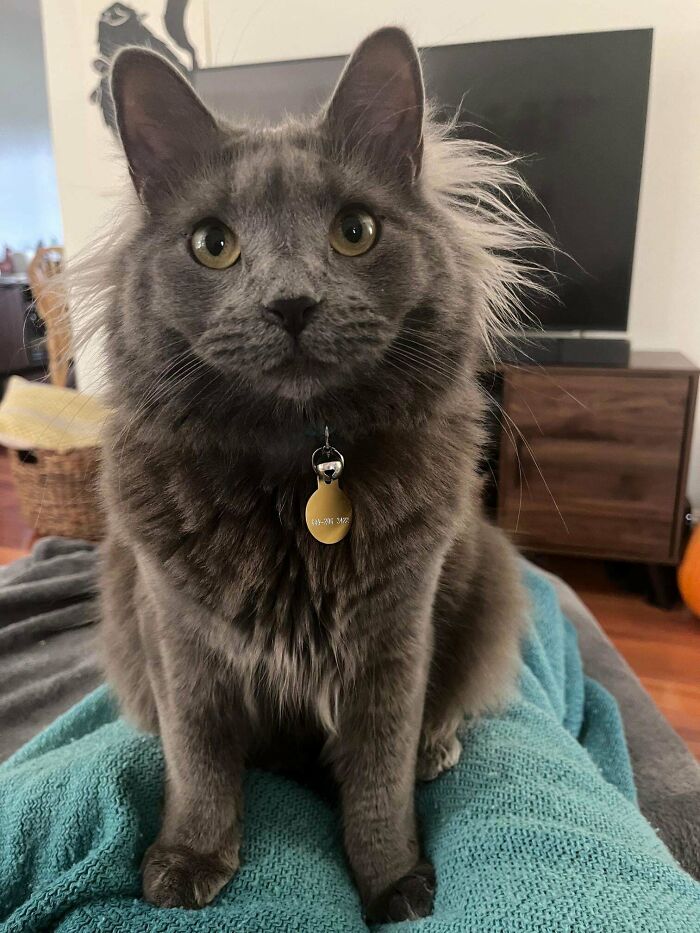 Gray kitten with fluffy ear furnishings sitting on a blue blanket in a living room setting, looking directly at the camera.