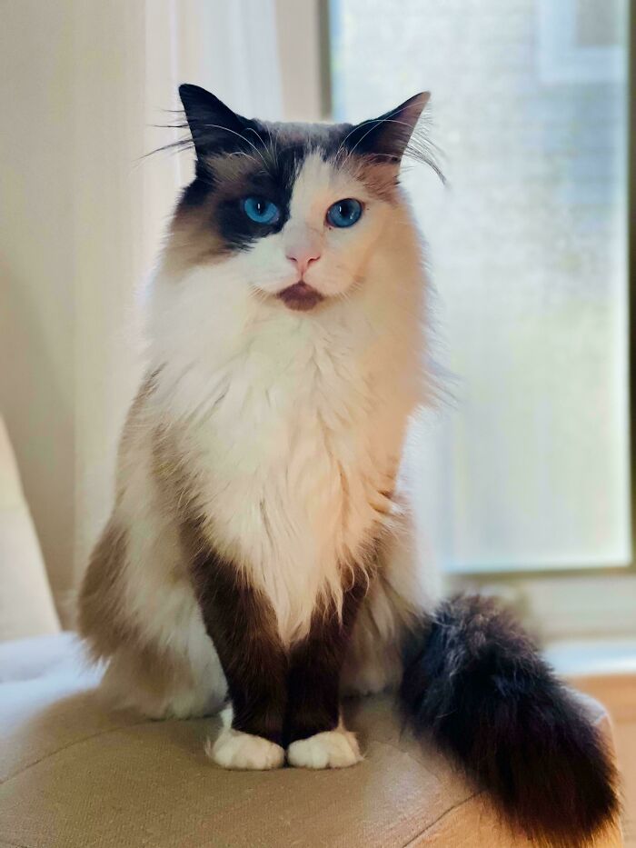 Fluffy kitten with striking blue eyes and prominent ear furnishings sitting indoors on a beige surface.