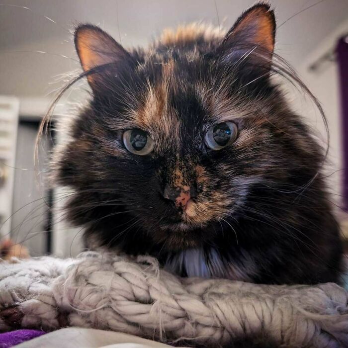 Close-up of a fluffy kitten with distinct ear furnishings enhancing its charm and cuteness indoors on a knitted blanket.