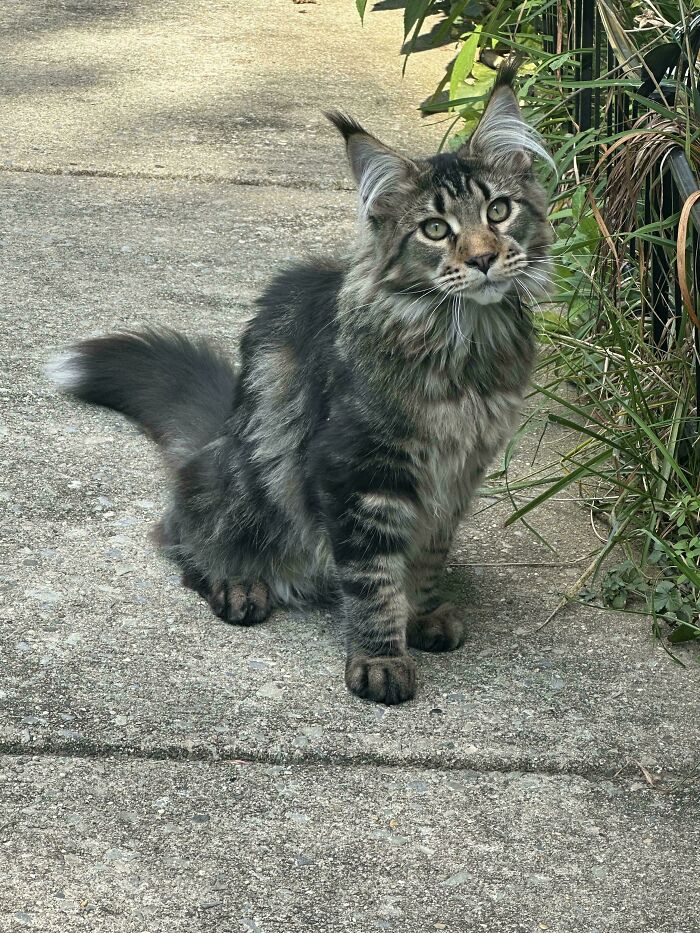 Fluffy kitten with ear furnishings sitting on a concrete path near green plants, showcasing extra charm and cuteness.