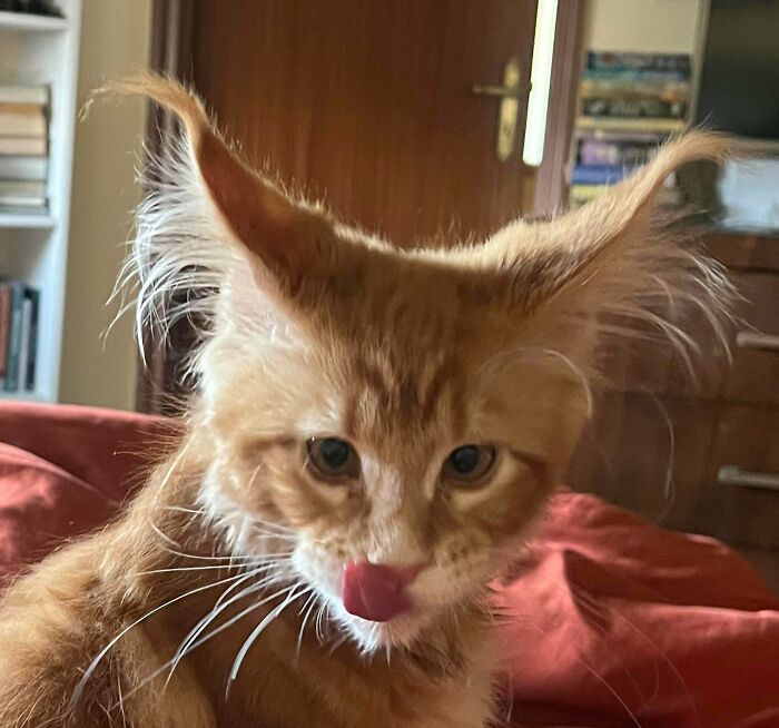 A close-up of a kitten with fluffy ear furnishings, showcasing unique and charming fur patterns on its ears.