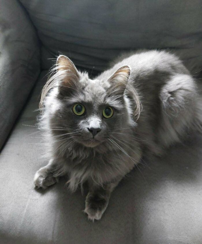 Fluffy gray kitten with prominent ear furnishings and bright green eyes resting on a gray cushioned surface.