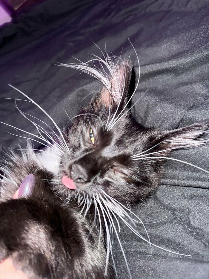 Black kitten with fluffy ear furnishings and long white whiskers lying on a dark surface with tongue slightly out.