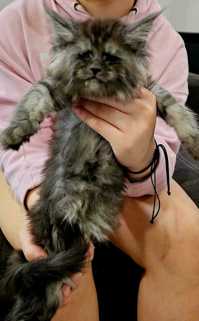 Fluffy kitten with prominent ear furnishings being held by a person wearing a pink hoodie, showcasing extra charm.