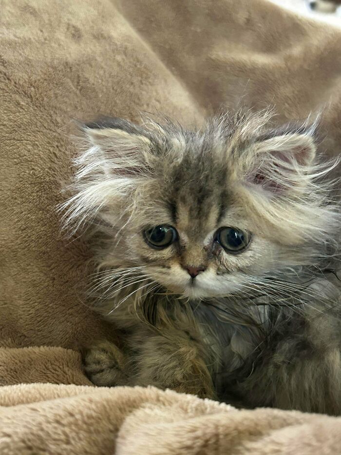 Fluffy kitten with prominent ear furnishings lying on a soft brown blanket, showcasing extra charm and cuteness.