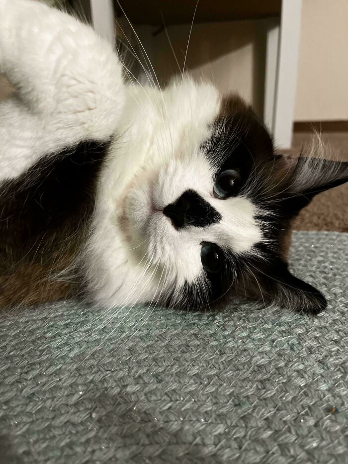 Black and white kitten lying down, showcasing fluffy ear furnishings that highlight its extra charm and adorable features.