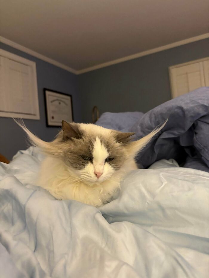 Fluffy ear furnishings on a relaxed kitten resting on a bed with light blue blankets in a cozy bedroom setting