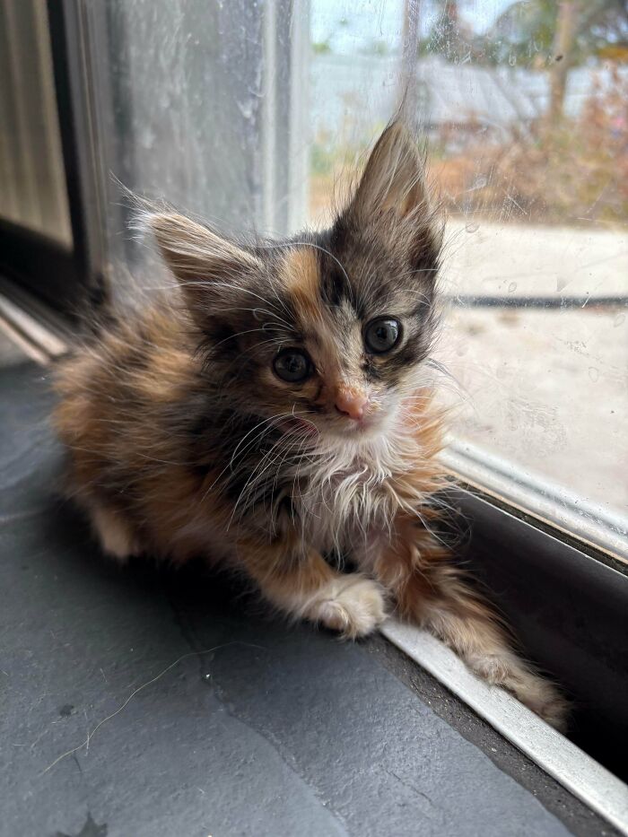 Fluffy ear furnishings on an adorable kitten sitting by a window, showcasing extra charm and cuteness.