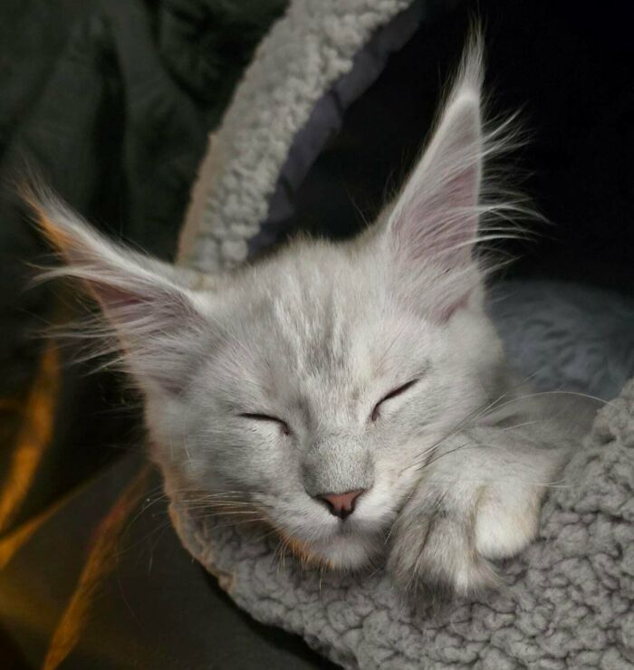 Sleepy kitten with fluffy ear furnishings resting inside a cozy cat bed, showcasing extra charm and cuteness.