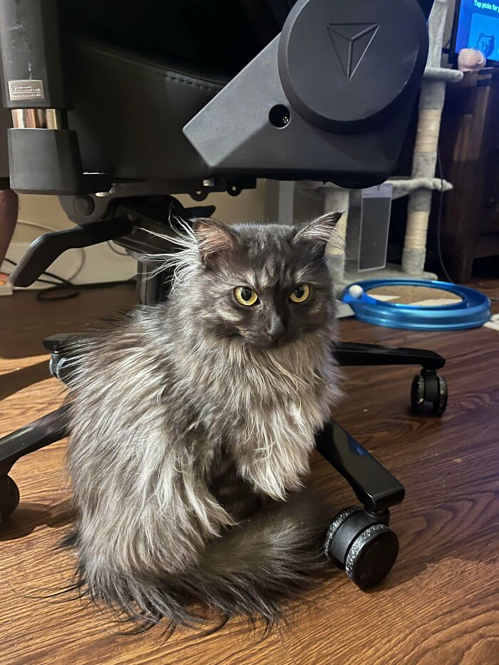 Fluffy kitten with long ear furnishings sitting on wooden floor near a black office chair and cat toy ring.