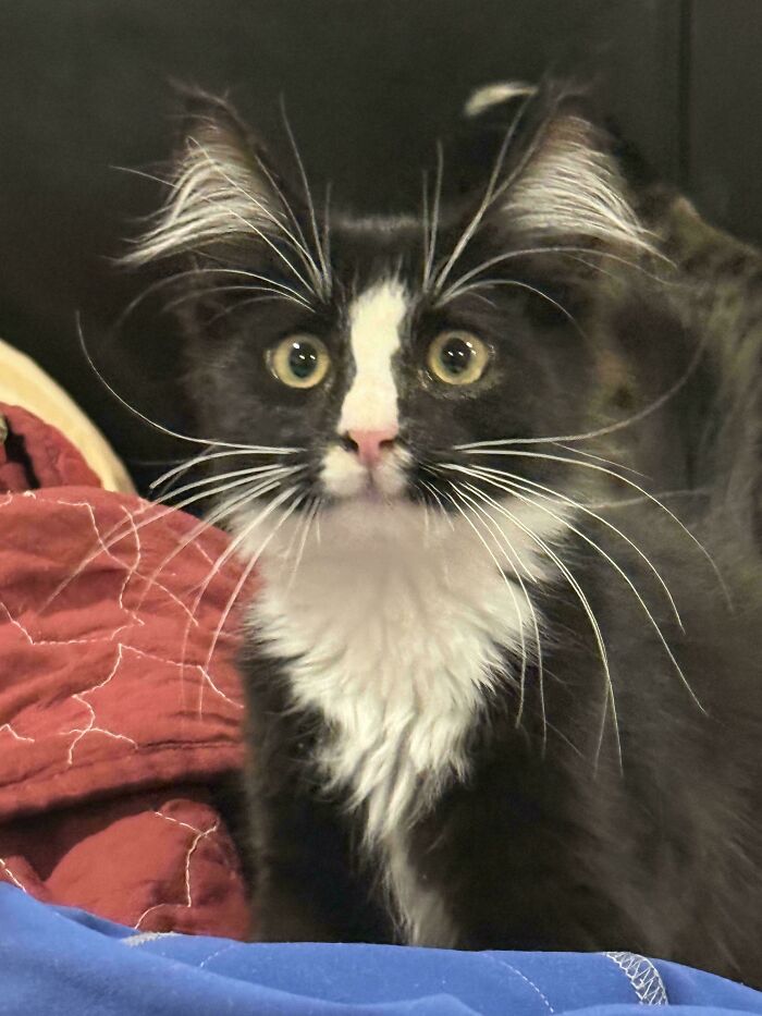 Black and white kitten with fluffy ear furnishings and bright eyes sitting on colorful blankets indoors.
