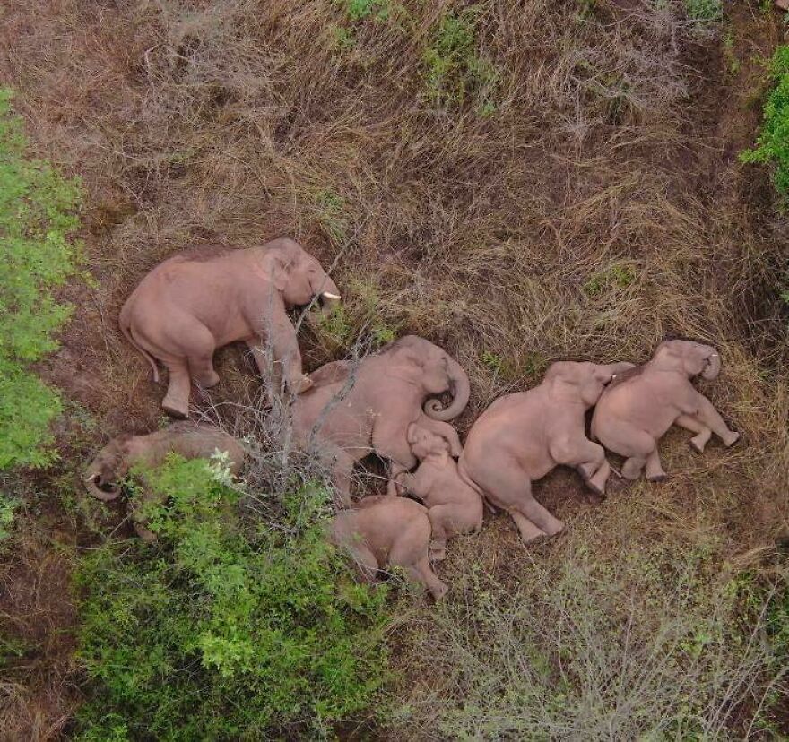 Aerial view of a group of elephants resting on dry grass surrounded by green bushes in a natural habitat.