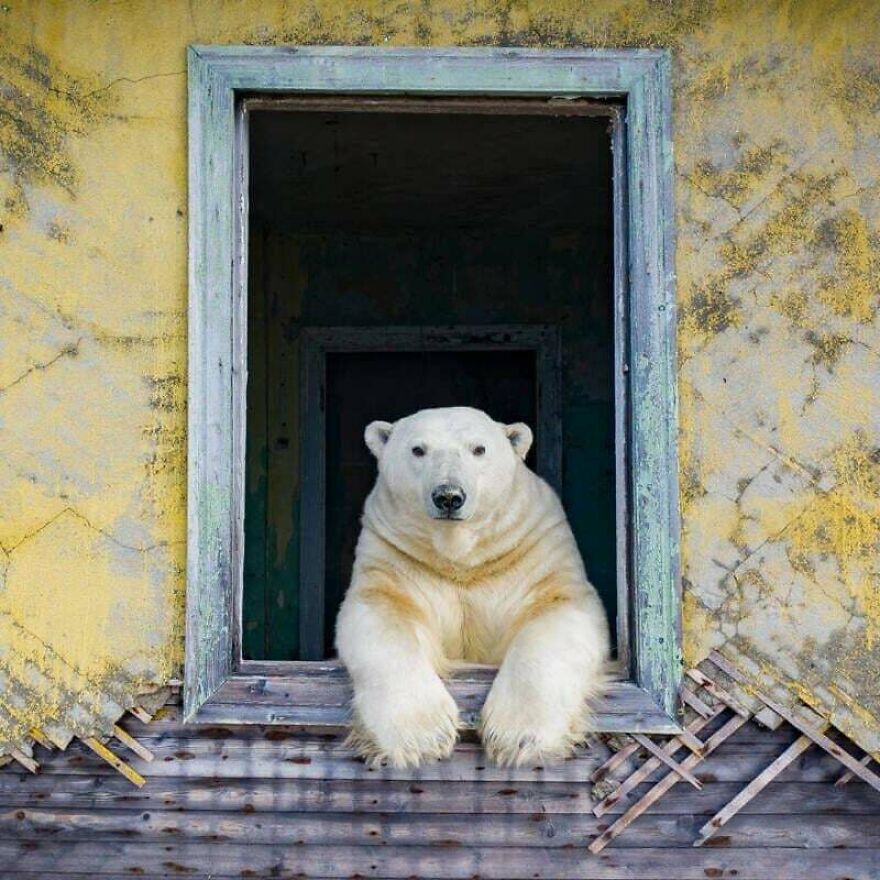 Polar bear resting its paws on a window frame of an abandoned building in a random picture worth exploring.