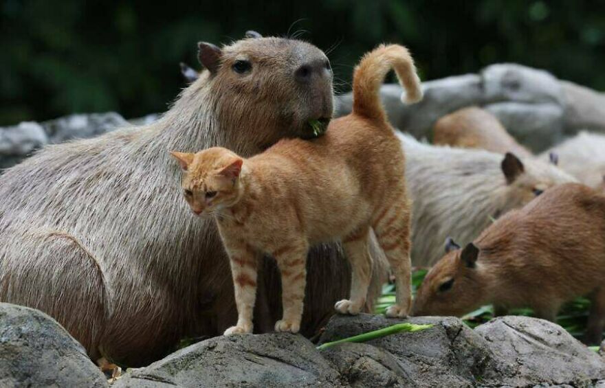 Capybara resting with an orange tabby cat and other capybaras in a natural outdoor setting, random picture.