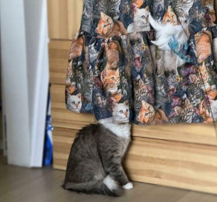 Cat blending with a confusing photo print on a dress, creating a brain-twisting visual effect to catch up.