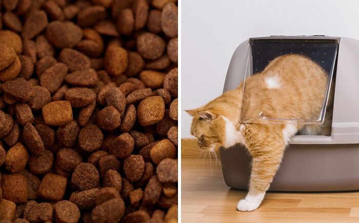 Close-up of dry cat food pieces beside an orange and white cat exiting a litter box in a home setting.