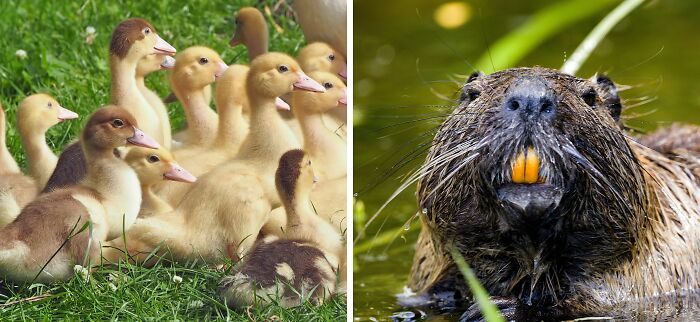 A group of ducklings on grass beside a close-up of a beaver in water illustrating public speaking or deep water dilemmas.