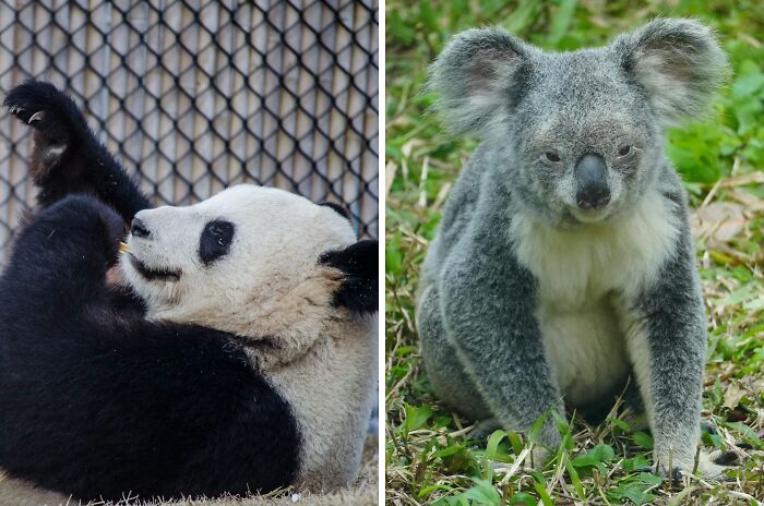 Panda resting near fence and koala sitting on grass in nature, illustrating public speaking or deep water dilemmas.