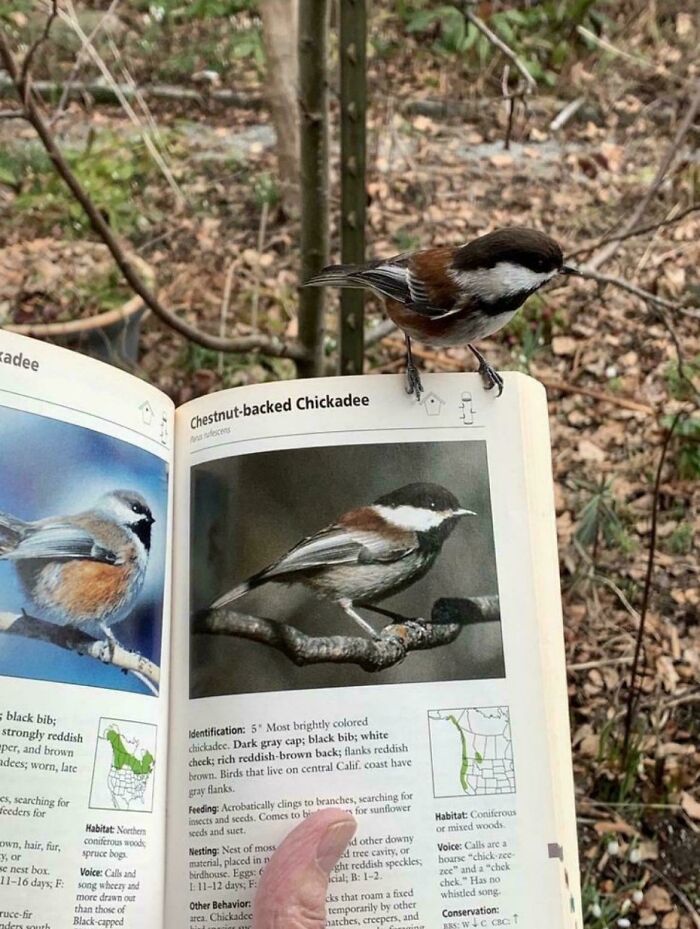 Chestnut-backed chickadee perched on an open book, showcasing heartwarming photos of birds in nature.