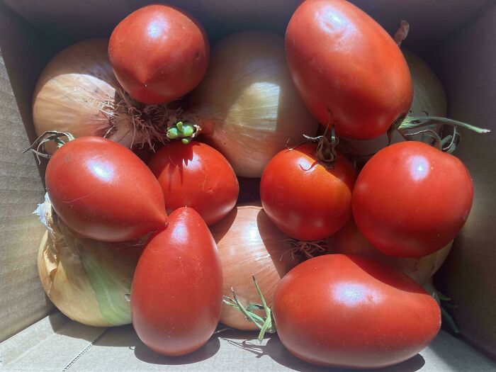 Box of fresh tomatoes and onions with natural sunlight, a heartwarming photo that will make your day lighter and brighter.