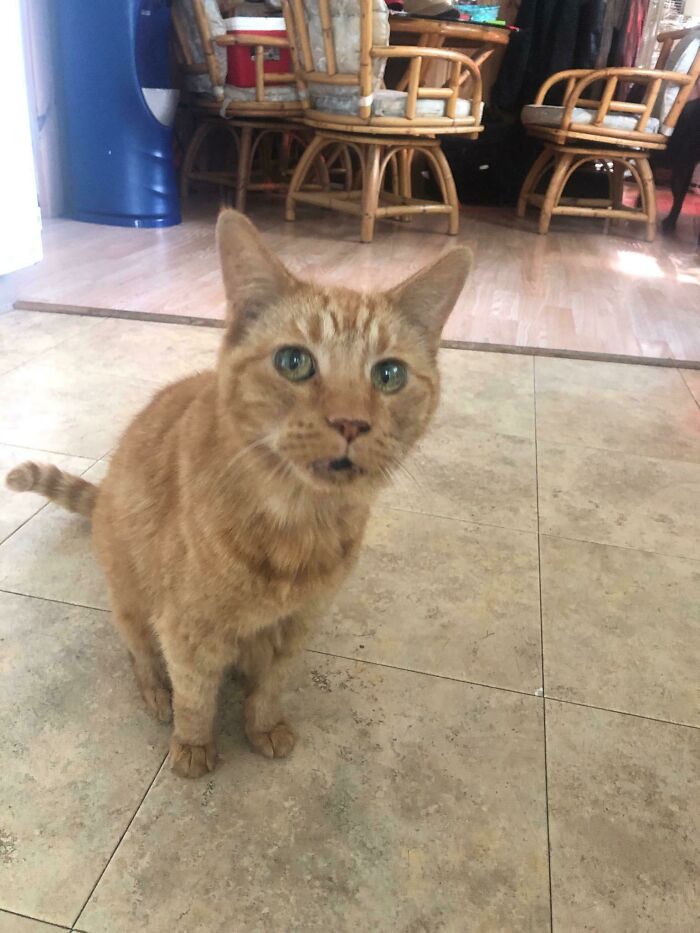 Ginger cat with green eyes standing on a tiled floor in a cozy room, heartwarming photo to brighten your day.