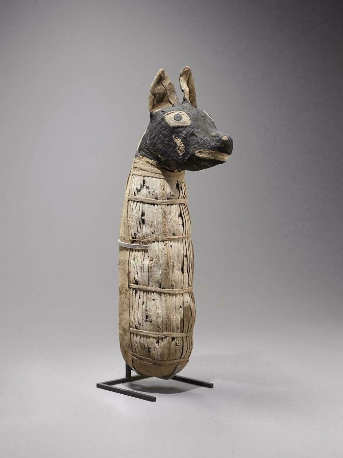 Ancient Egypt artifact showing a mummified figure wrapped in linen with a black animal head sculpture.