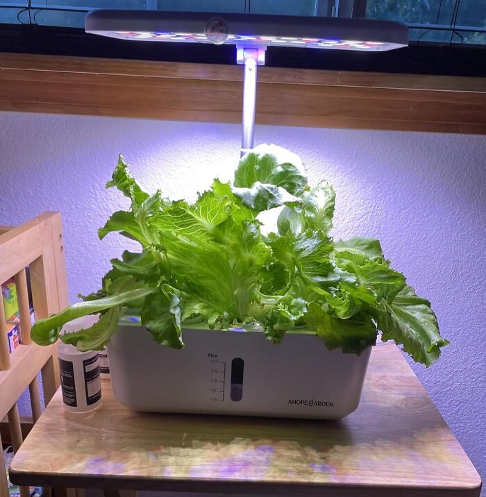Indoor hydroponic garden with fresh green lettuce growing under LED lights, a great unique gift idea for mother-in-law.