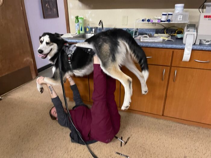 Veterinary assistant lifting a large dog in a clinic, showcasing unique jobs that make a 9-to-5 more bearable.
