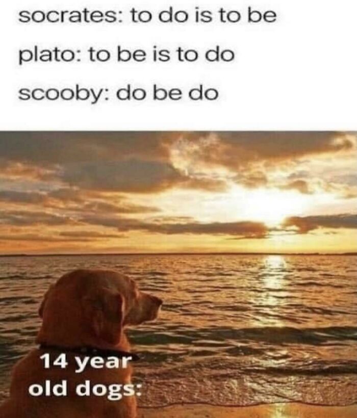 Philosophy meme comparing Socrates, Plato, and Scooby Doo with a dog watching a sunset, intellectual philosophy memes.