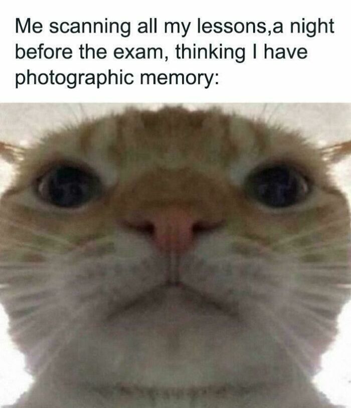 Close-up of a cat with wide eyes, humorously depicting a student running on hope and energy drinks before an exam.