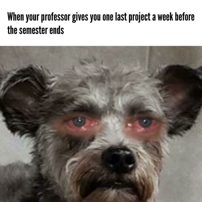 Tired dog with red eyes meme showing exhaustion, representing college students running on hope and energy drinks before semester ends.