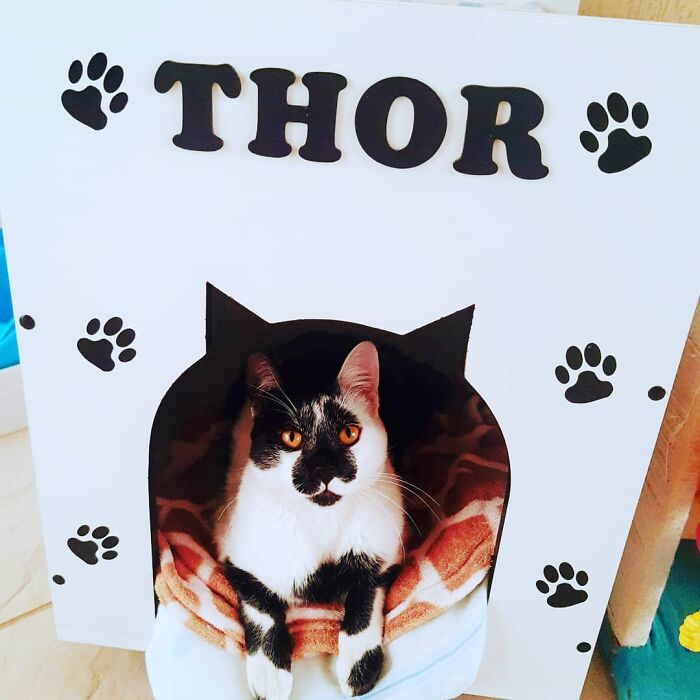 Thor the cat with a heart-shaped mark resting inside a decorated white cat house with paw prints and his name displayed above.