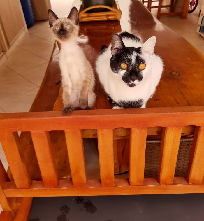 Two cats sitting on a wooden table, one with a heart-shaped mark, highlighting Thor the cat&rsquo;s unique feature.