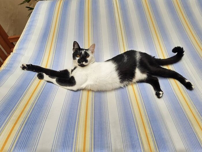 Black and white cat with heart-shaped mark lying on striped fabric, known as Brazil&rsquo;s most beautiful cat.