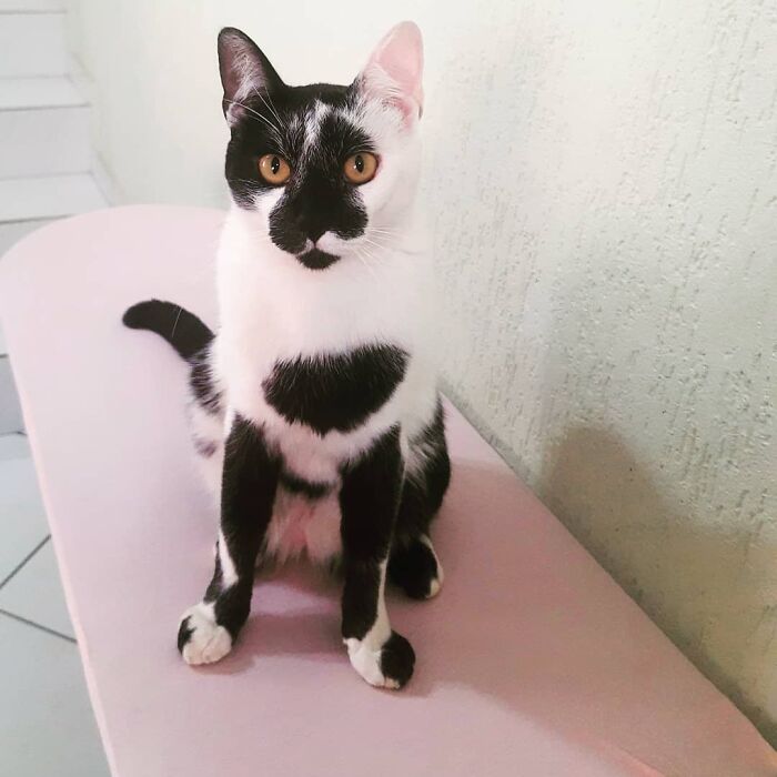 Thor the cat with a heart-shaped mark on its chest sitting on a pink surface indoors in Brazil.