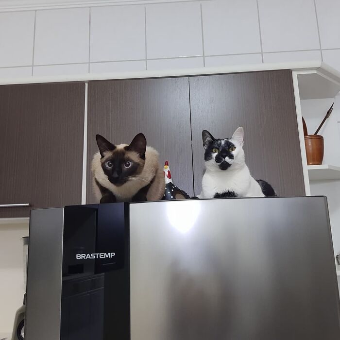 Two cats sitting on a kitchen appliance, one with a heart-shaped mark resembling Thor, Brazil&rsquo;s most beautiful cat.
