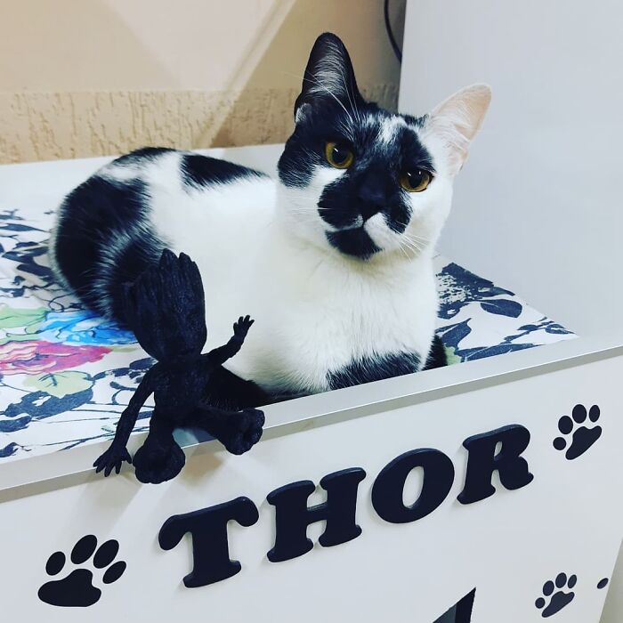 Black and white cat with a heart-shaped mark lying on a surface with the name Thor displayed nearby.