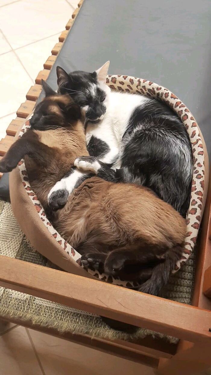 Two cats cuddling in a cozy bed, featuring Thor the cat known for his heart-shaped mark and beauty title in Brazil.