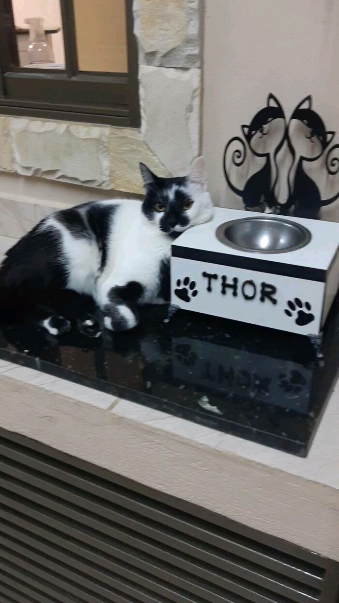 Thor the cat with a heart-shaped mark resting next to his personalized feeding bowl indoors.