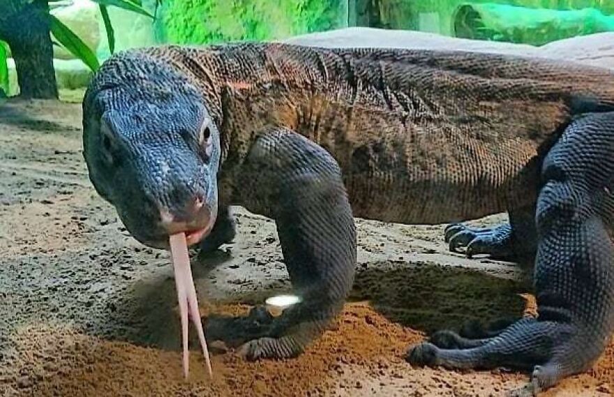 Komodo dragon with forked tongue out, showcasing one of nature's most formidable predators in a naturalistic enclosure.